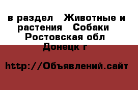  в раздел : Животные и растения » Собаки . Ростовская обл.,Донецк г.